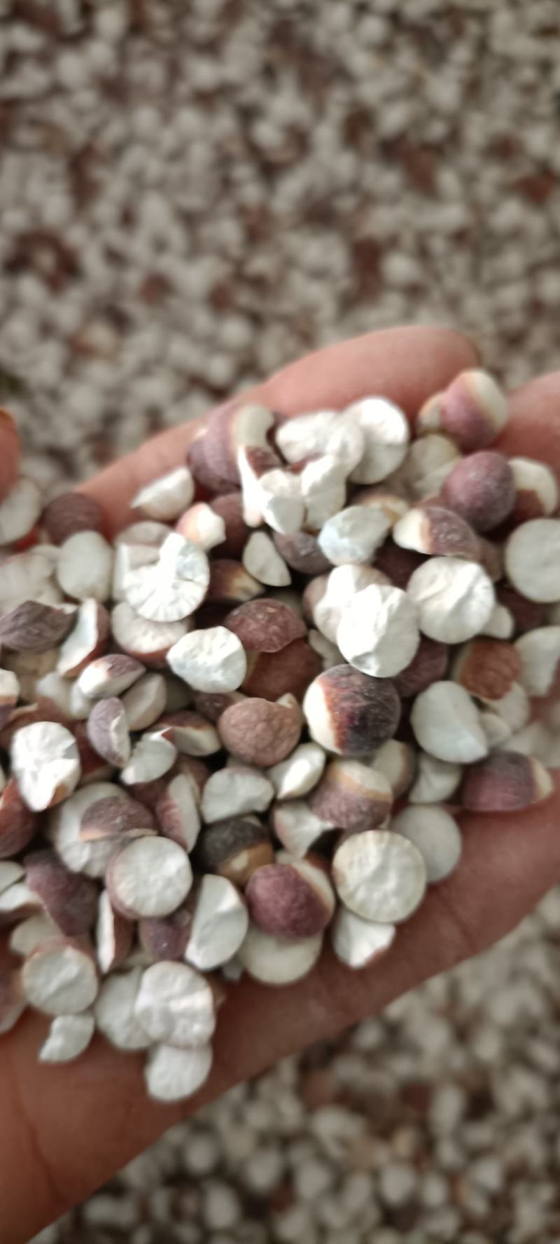 芡实，子粒饱满，干净无杂质，货源充足，确保质量，欢迎老板