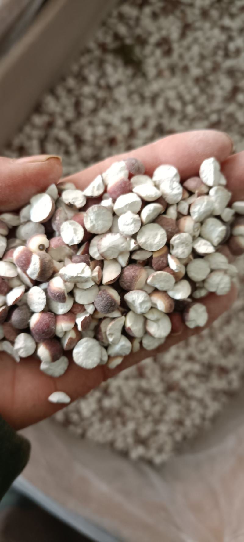 芡实，子粒饱满，干净无杂质，货源充足，确保质量，欢迎老板