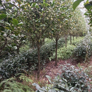 【荐】茶花高分枝茶花十八学仕四级茶花高杆茶花基地直发