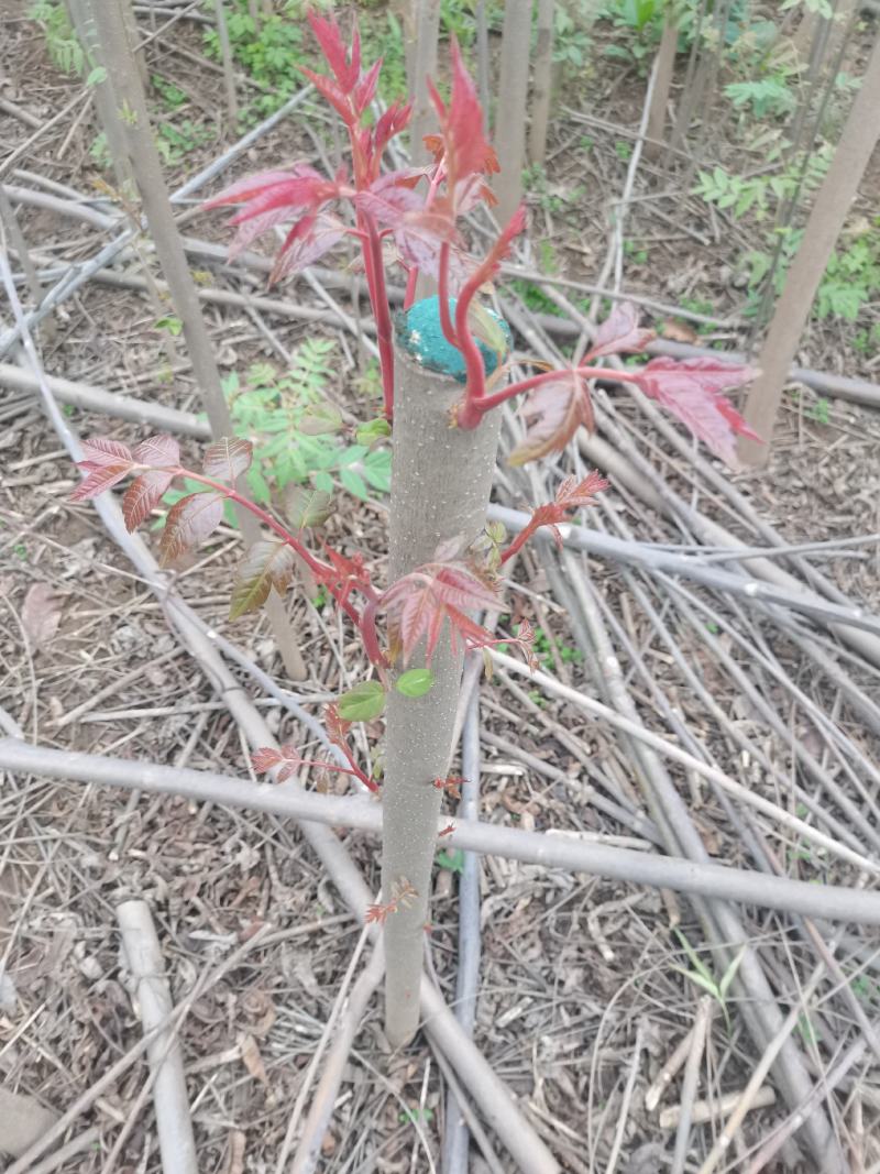 红油香椿苗，，需要的联系！4到8公分