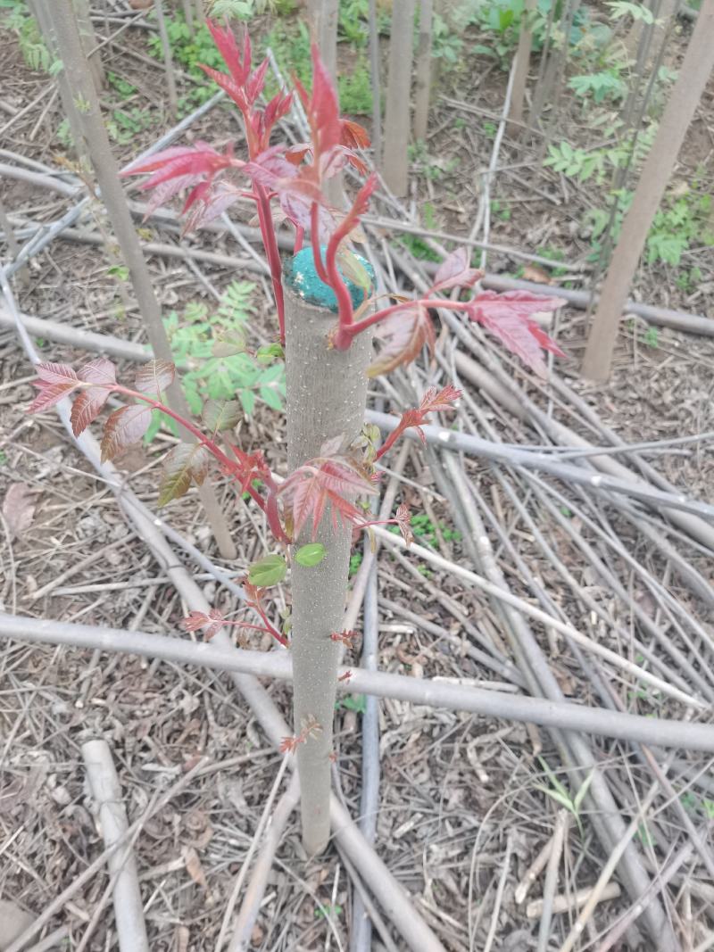 红油香椿苗，，需要的联系！4到8公分