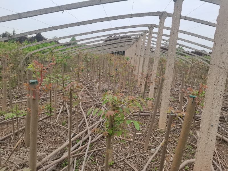 红油香椿苗，，需要的联系！4到8公分