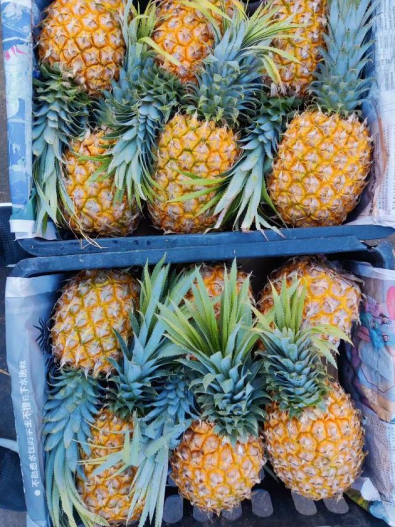 徐闻菠萝基地供应商