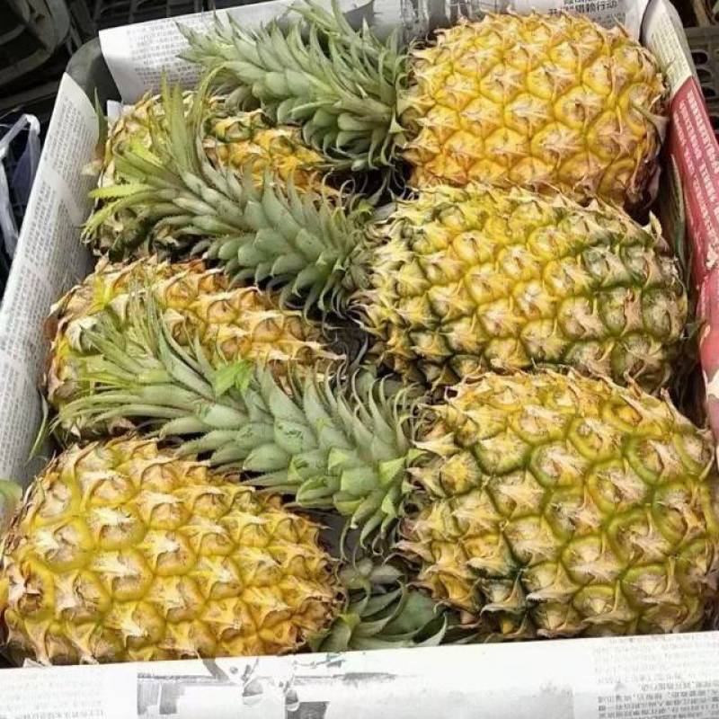 徐闻菠萝基地供应商