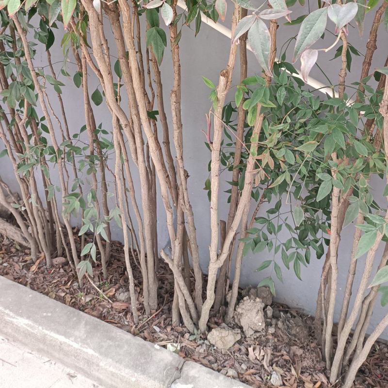 南方天竹，纯野生，2米以上高度。有喜欢的朋友记得联系
