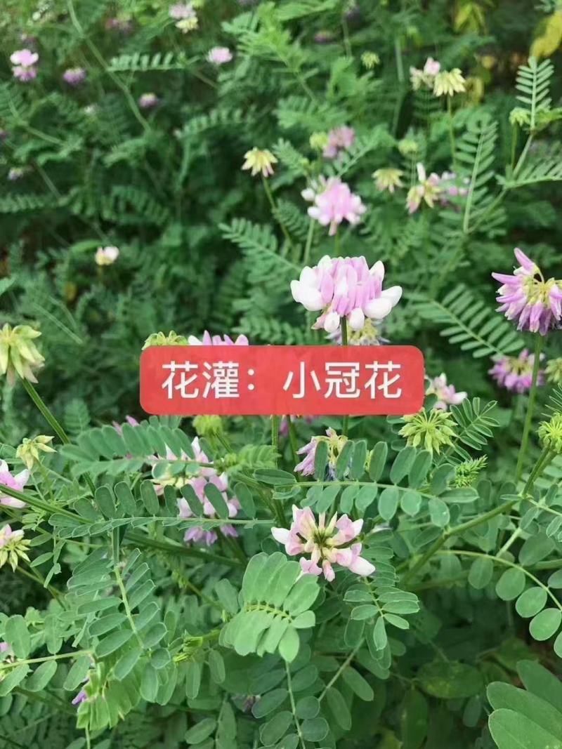 绣球小冠花种子山坡荒地马路边绿化带观赏蜜源护坡固土灌木播