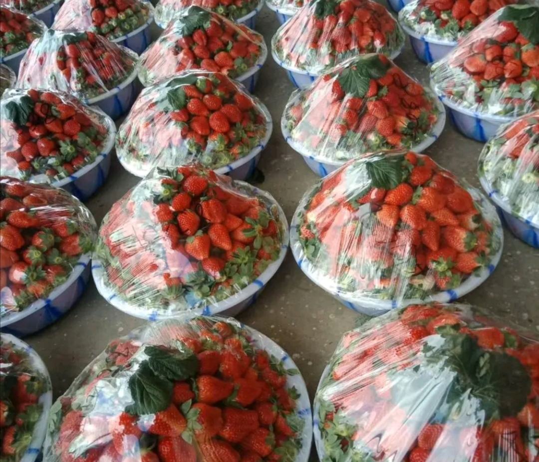 草莓脆装罐保存图