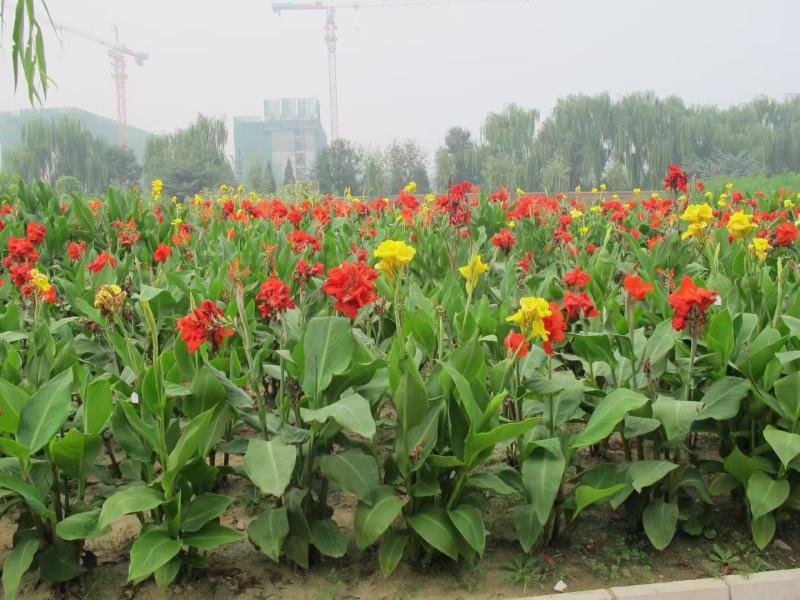 美人蕉种子宿根多年生水生植物河边道路湿地绿化小花红艳蕉花