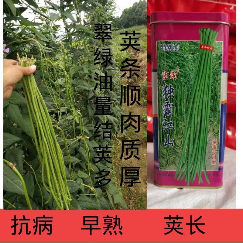 宏雨独霸江山豇豆种子荚长70-90厘米左右耐热耐寒长豆角