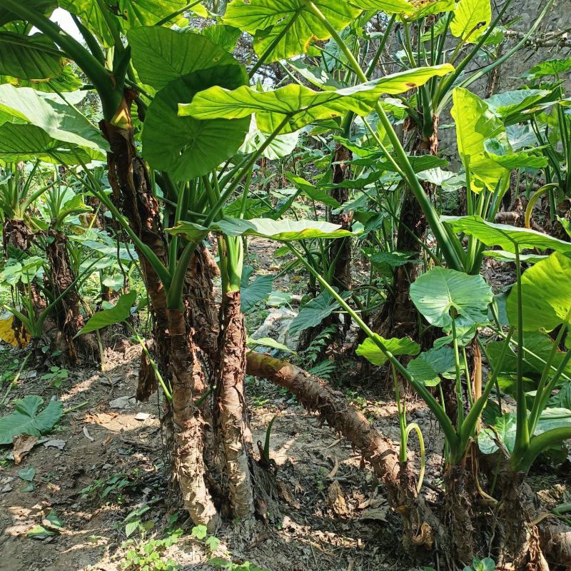 滴水观音室内翠绿绿植净化甲醛水培土培遇水就长