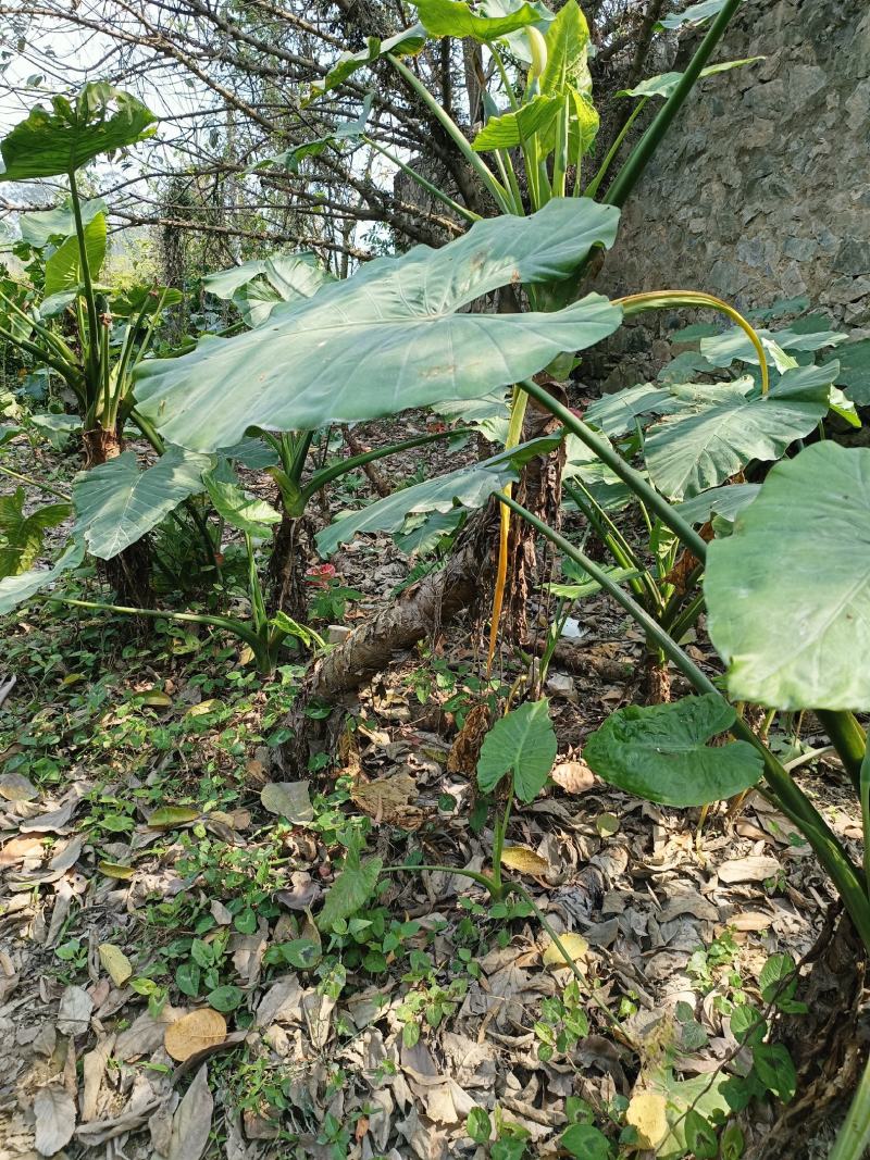 滴水观音室内翠绿绿植净化甲醛水培土培遇水就长