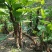 滴水观音室内翠绿绿植净化甲醛水培土培遇水就长
