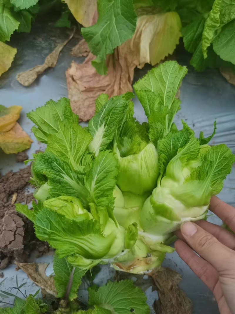 儿菜