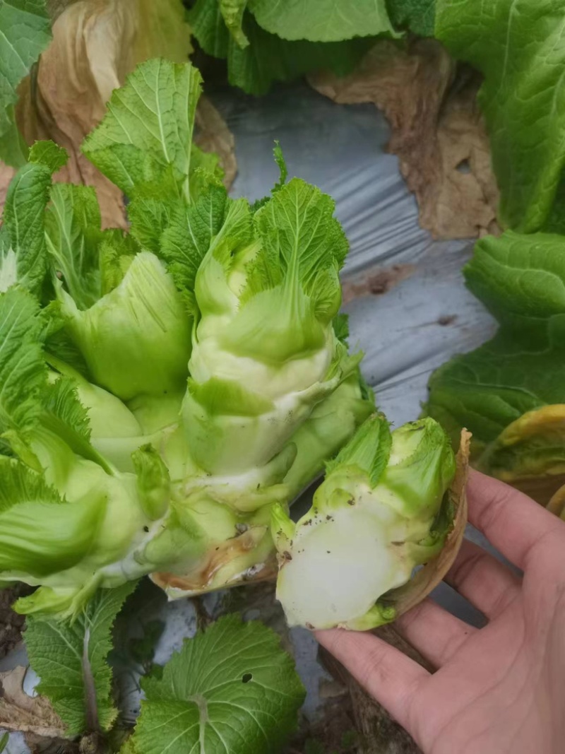 儿菜