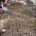 正宗乐昌马蹄中小果24-31，一手货源