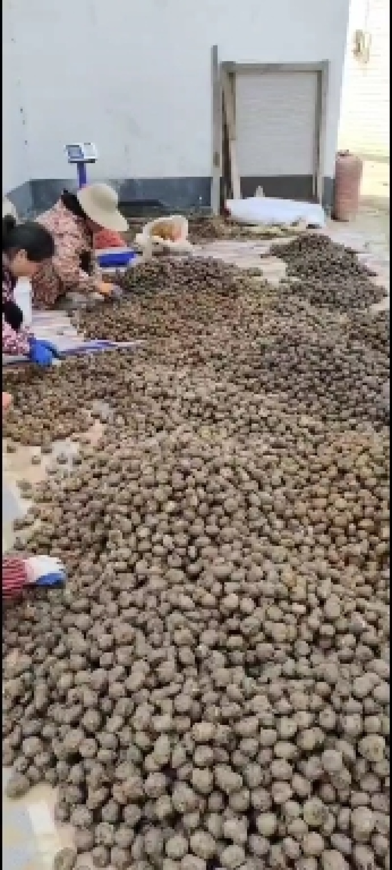 正宗乐昌马蹄中小果24-31，一手货源