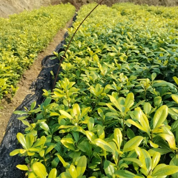 苗圃批发供应海桐工程苗套杯海桐芽苗海桐杯苗海桐毛球海桐球