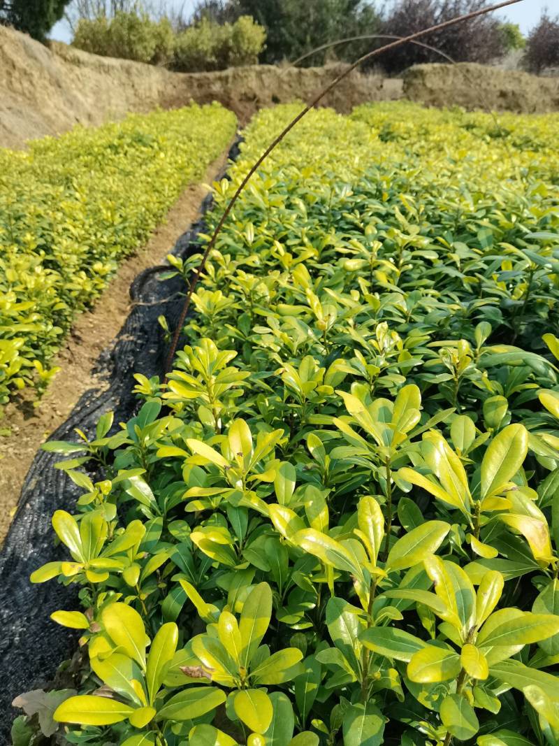 苗圃批发供应海桐工程苗套杯海桐芽苗海桐杯苗海桐毛球海桐球