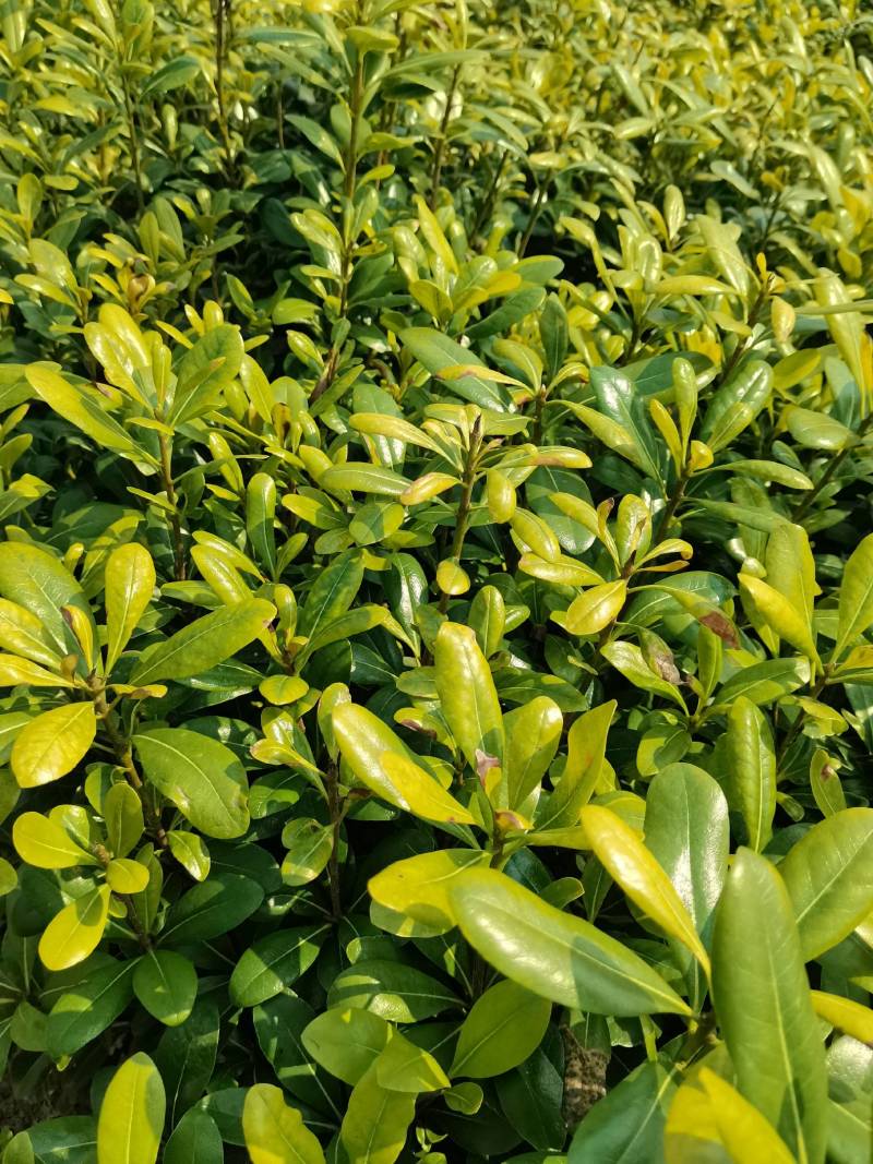 苗圃批发供应海桐工程苗套杯海桐芽苗海桐杯苗海桐毛球海桐球