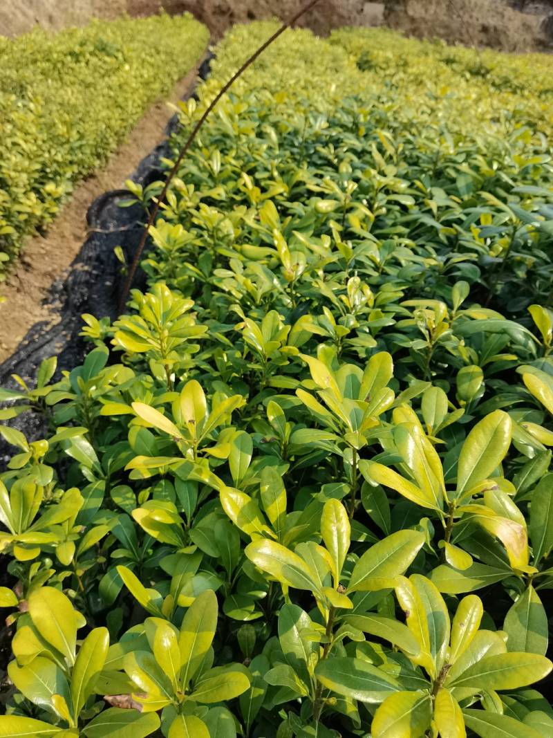 苗圃批发供应海桐工程苗套杯海桐芽苗海桐杯苗海桐毛球海桐球