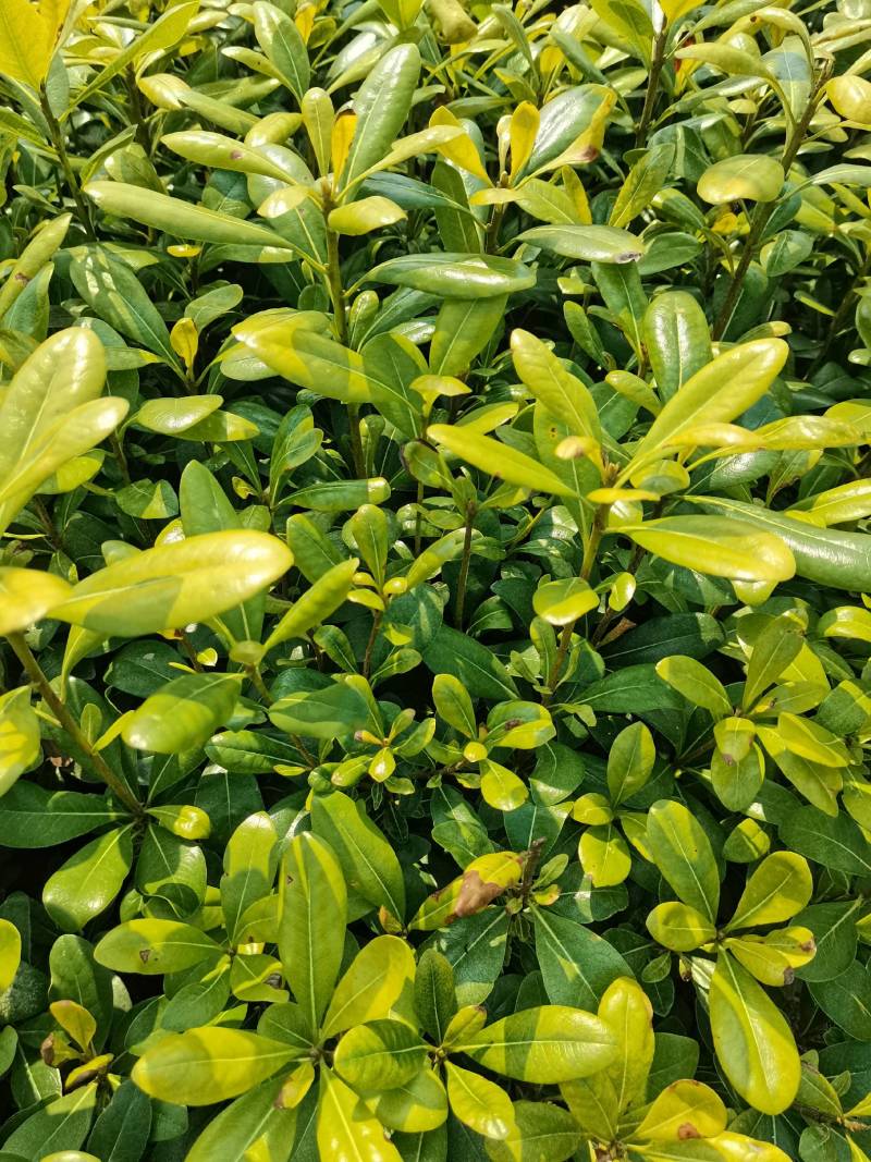 苗圃批发供应海桐工程苗套杯海桐芽苗海桐杯苗海桐毛球海桐球