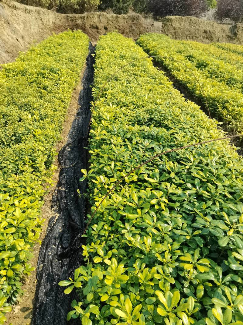 苗圃批发供应海桐工程苗套杯海桐芽苗海桐杯苗海桐毛球海桐球