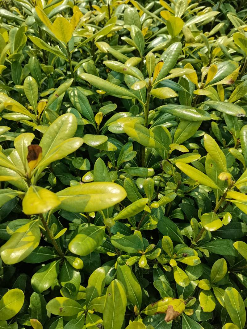 苗圃批发供应海桐工程苗套杯海桐芽苗海桐杯苗海桐毛球海桐球