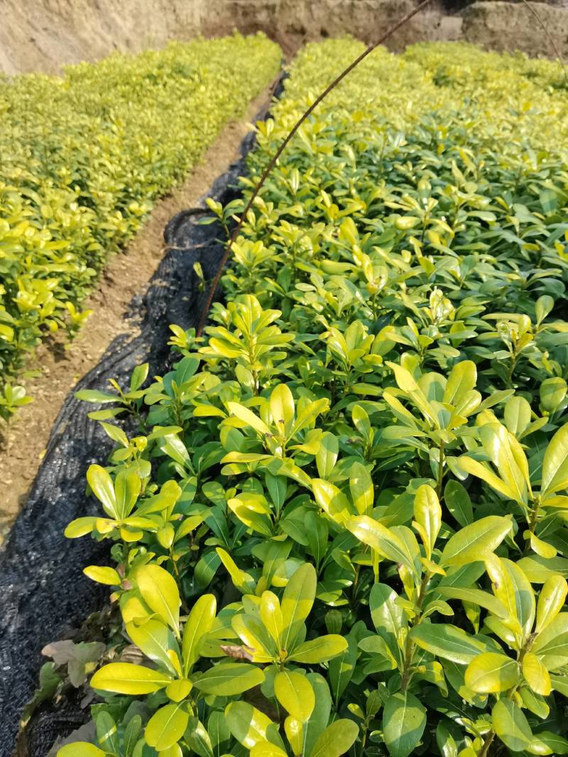 苗圃批发供应海桐工程苗套杯海桐芽苗海桐杯苗海桐毛球海桐球