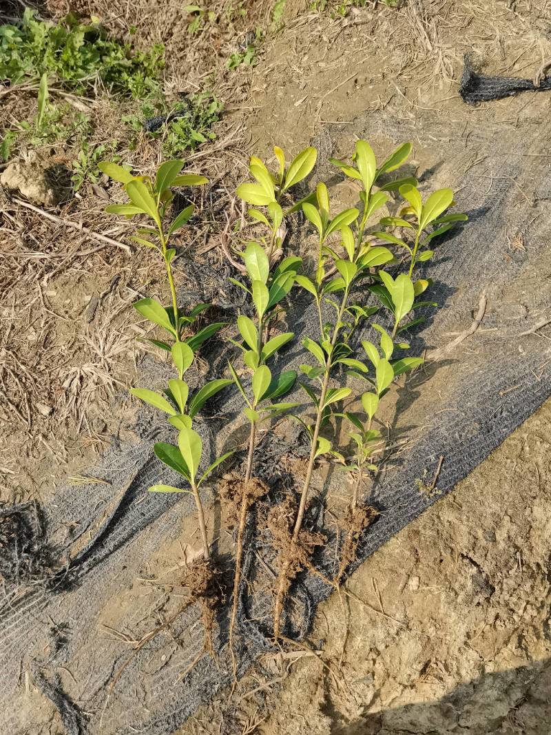 苗圃批发供应海桐工程苗套杯海桐芽苗海桐杯苗海桐毛球海桐球