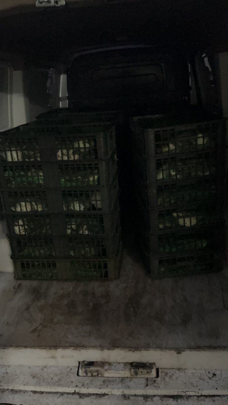 【牛蛙批发】江浙沪常规蛙牛蛙养殖批发价货源充足电联下单