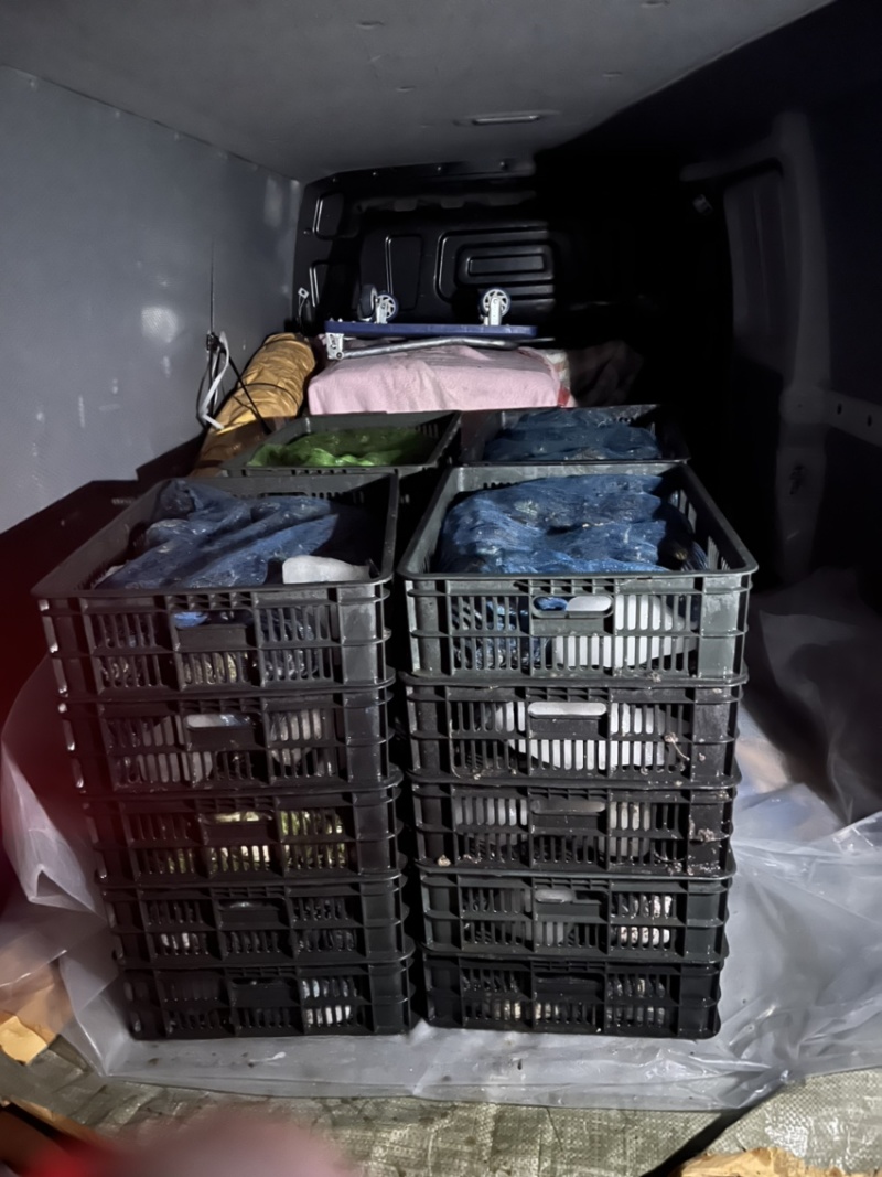 【牛蛙批发】江浙沪常规蛙牛蛙养殖批发价货源充足电联下单