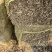 玉米秸秆草包过夏草无土无膜