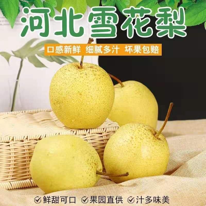 【精品】河北雪花梨冷库供应大量现货，规格齐全对接各大批发市场