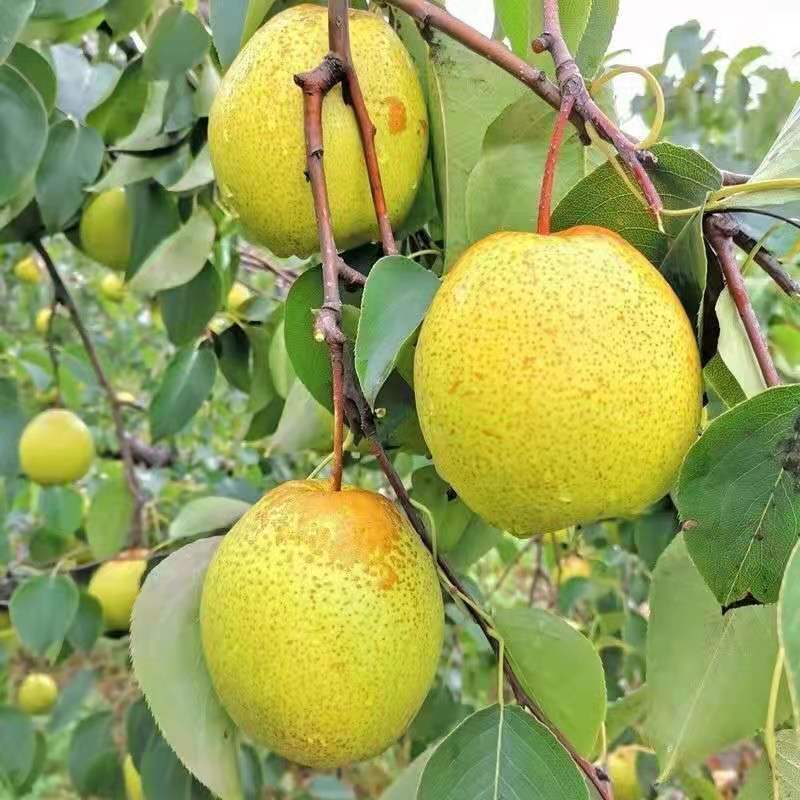 【精品】河北雪花梨冷库供应大量现货，规格齐全对接各大批发市场
