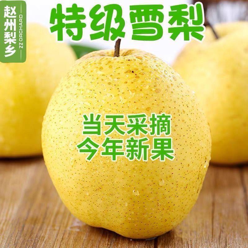 【精品】河北雪花梨冷库供应大量现货，规格齐全对接各大批发市场