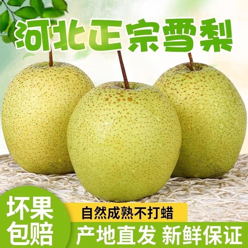【精品】河北雪花梨冷库供应大量现货，规格齐全对接各大批发市场