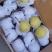 【精品】河北雪花梨冷库供应大量现货，规格齐全对接各大批发市场