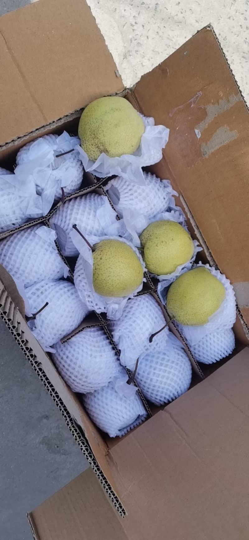 【精品】河北雪花梨冷库供应大量现货，规格齐全对接各大批发市场