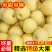【精品】河北精品皇冠梨，脆甜多汁核小无渣品质保证货源充足