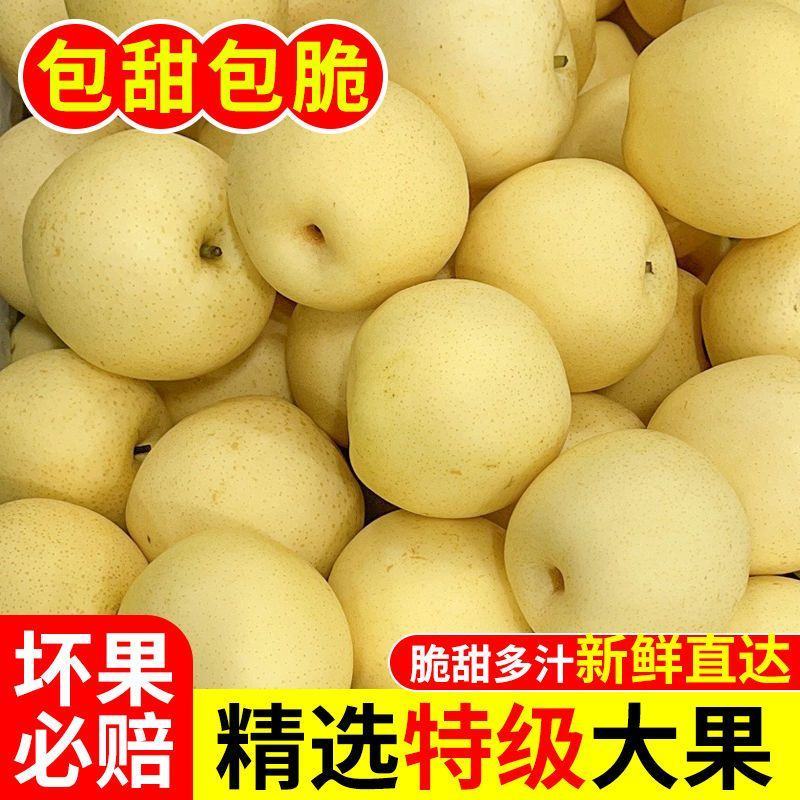 【精品】河北精品皇冠梨，脆甜多汁核小无渣品质保证货源充足