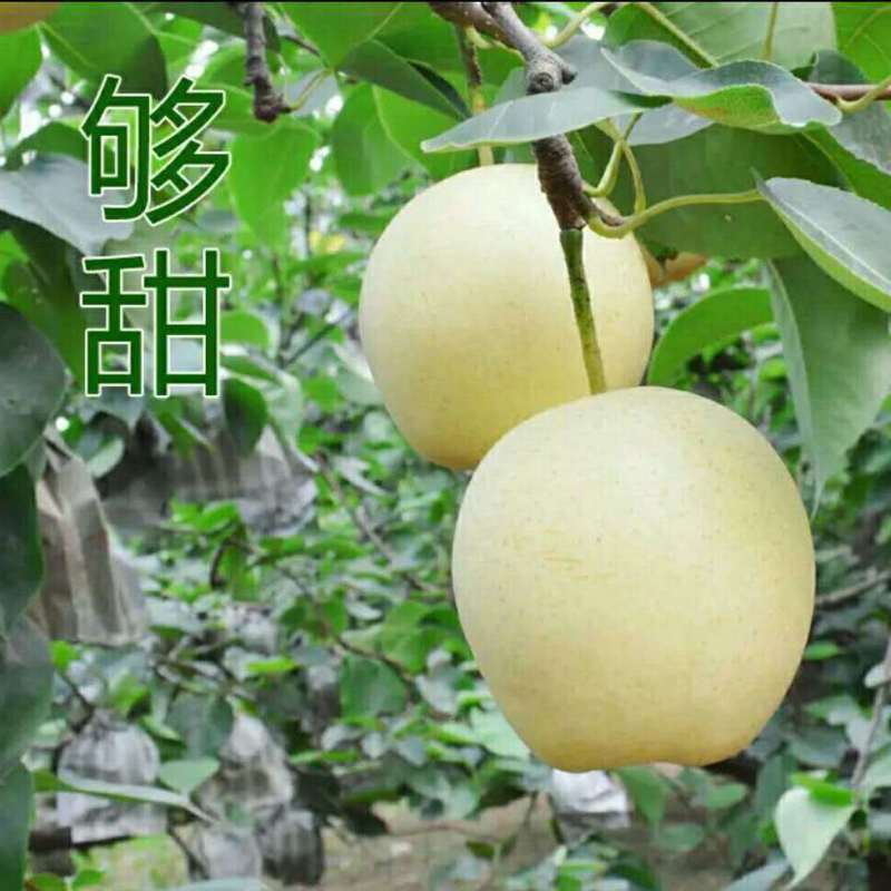 【精品】河北精品皇冠梨，脆甜多汁核小无渣品质保证货源充足