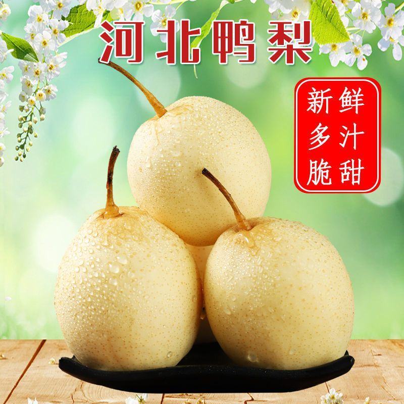 河北精品水晶鸭梨，现货供应，质量保证可打包供应各大市场商超