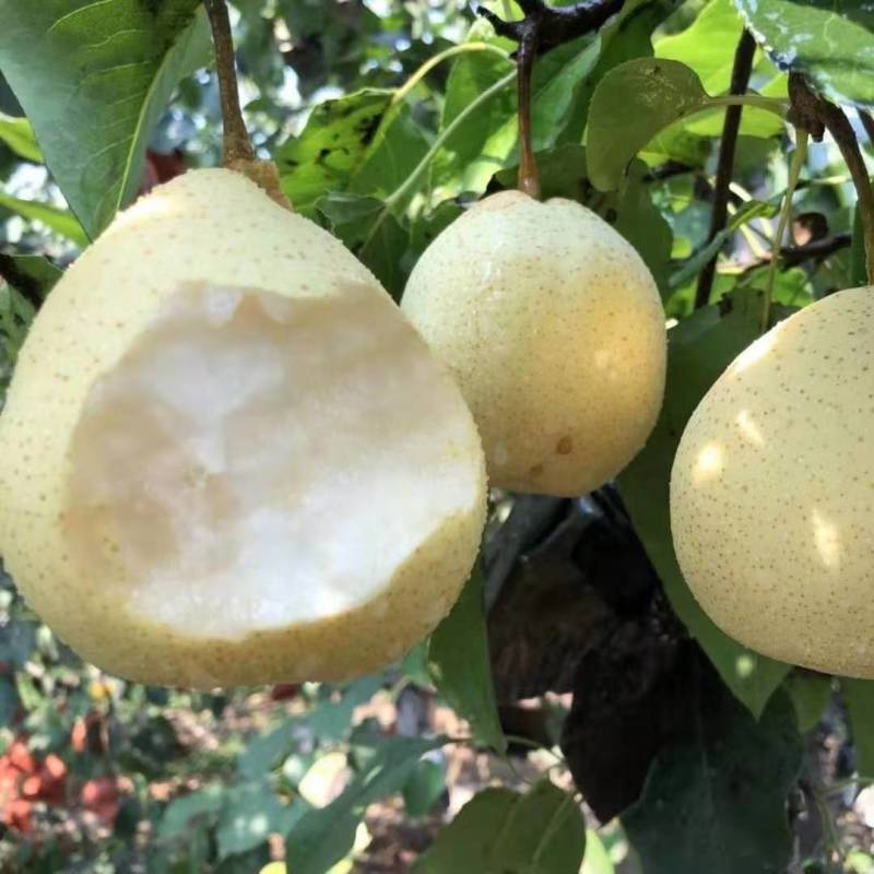 河北精品水晶鸭梨，现货供应，质量保证可打包供应各大市场商超