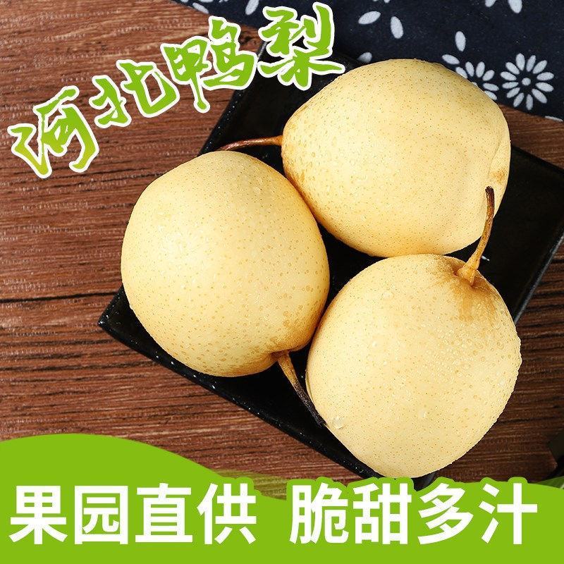 河北精品水晶鸭梨，现货供应，质量保证可打包供应各大市场商超