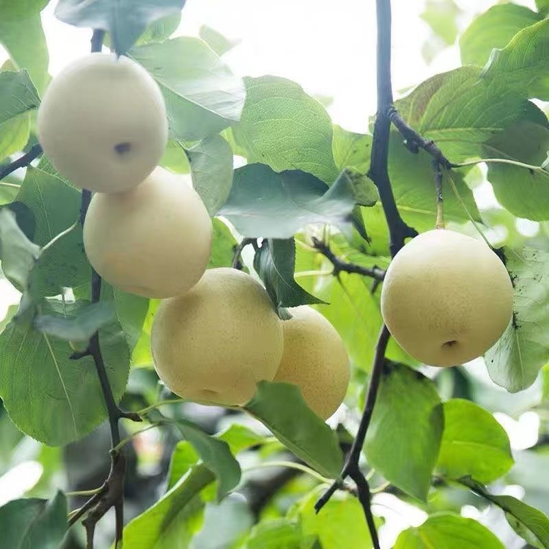 河北精品水晶鸭梨，现货供应，质量保证可打包供应各大市场商超