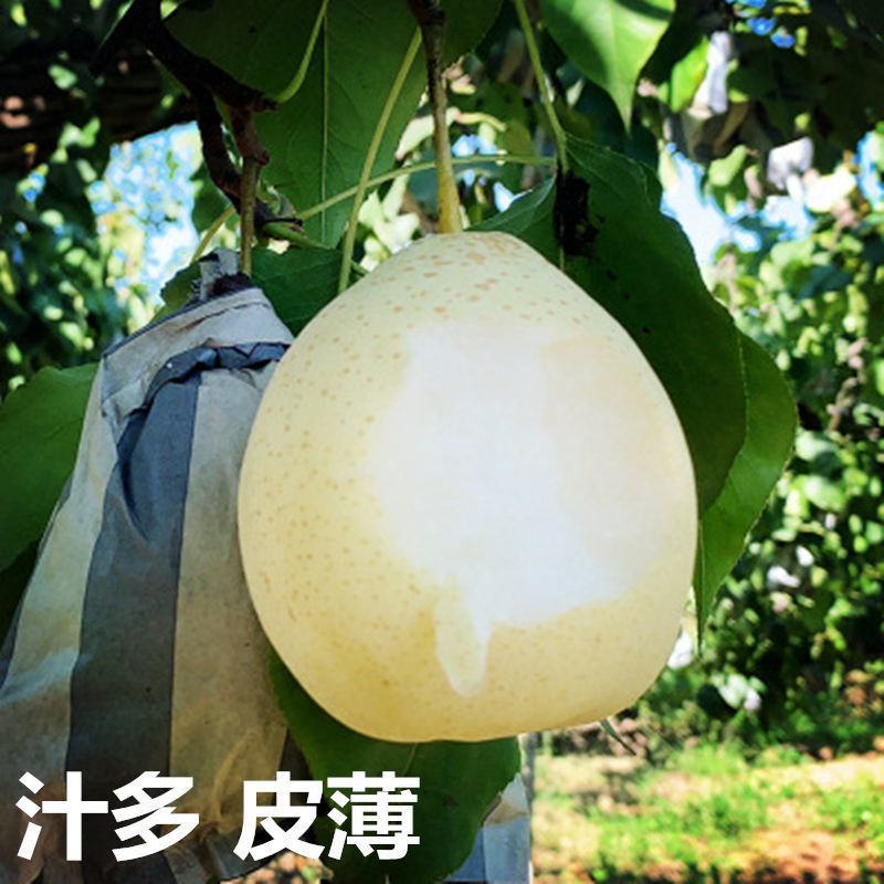 河北精品水晶鸭梨，现货供应，质量保证可打包供应各大市场商超