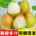 【现货】河北红香酥梨，大量现货果型好，皮薄汁多发货全国