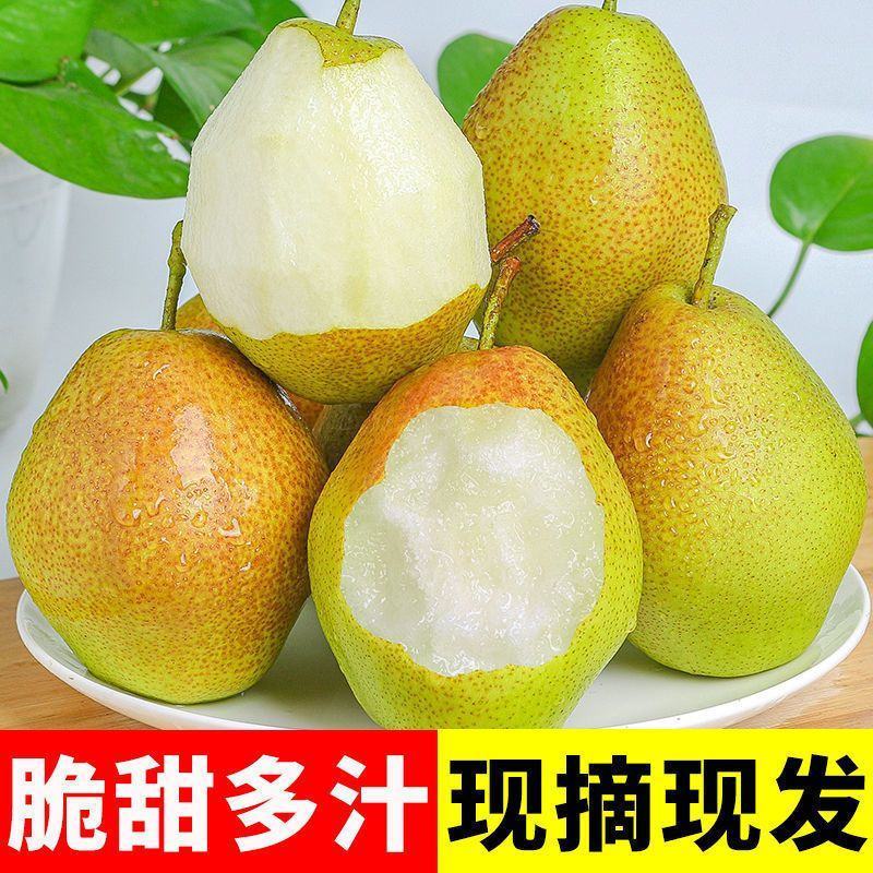【现货】河北红香酥梨，大量现货果型好，皮薄汁多发货全国