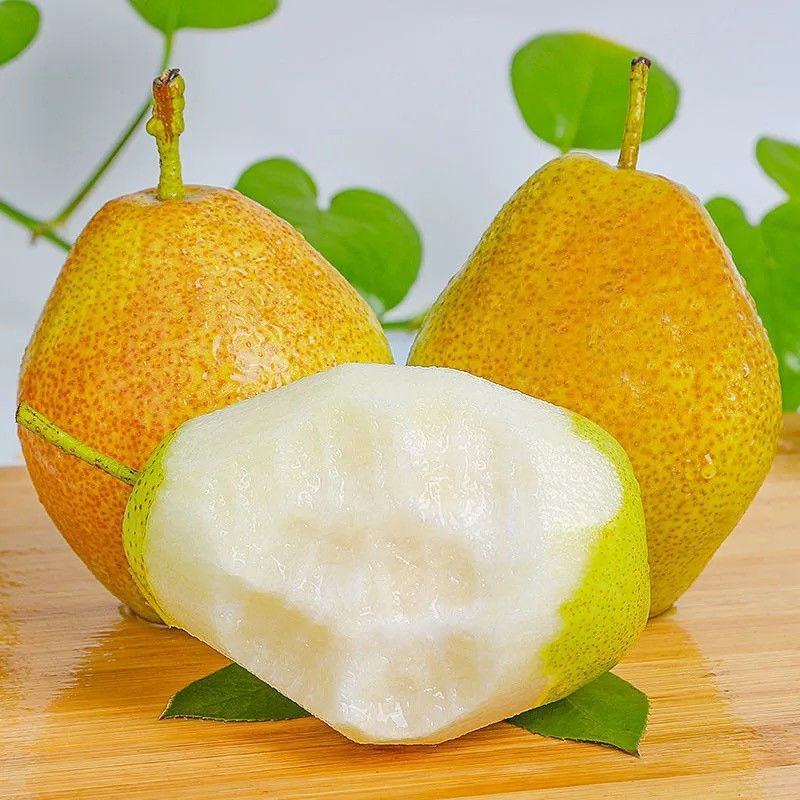 【现货】河北红香酥梨，大量现货果型好，皮薄汁多发货全国