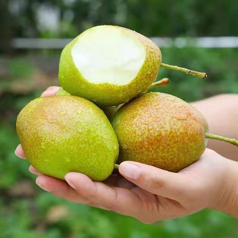 精品玉露香梨，河北玉露香梨大量现货现摘现发，发货全国